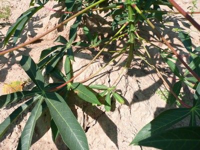 P10_18.jpg